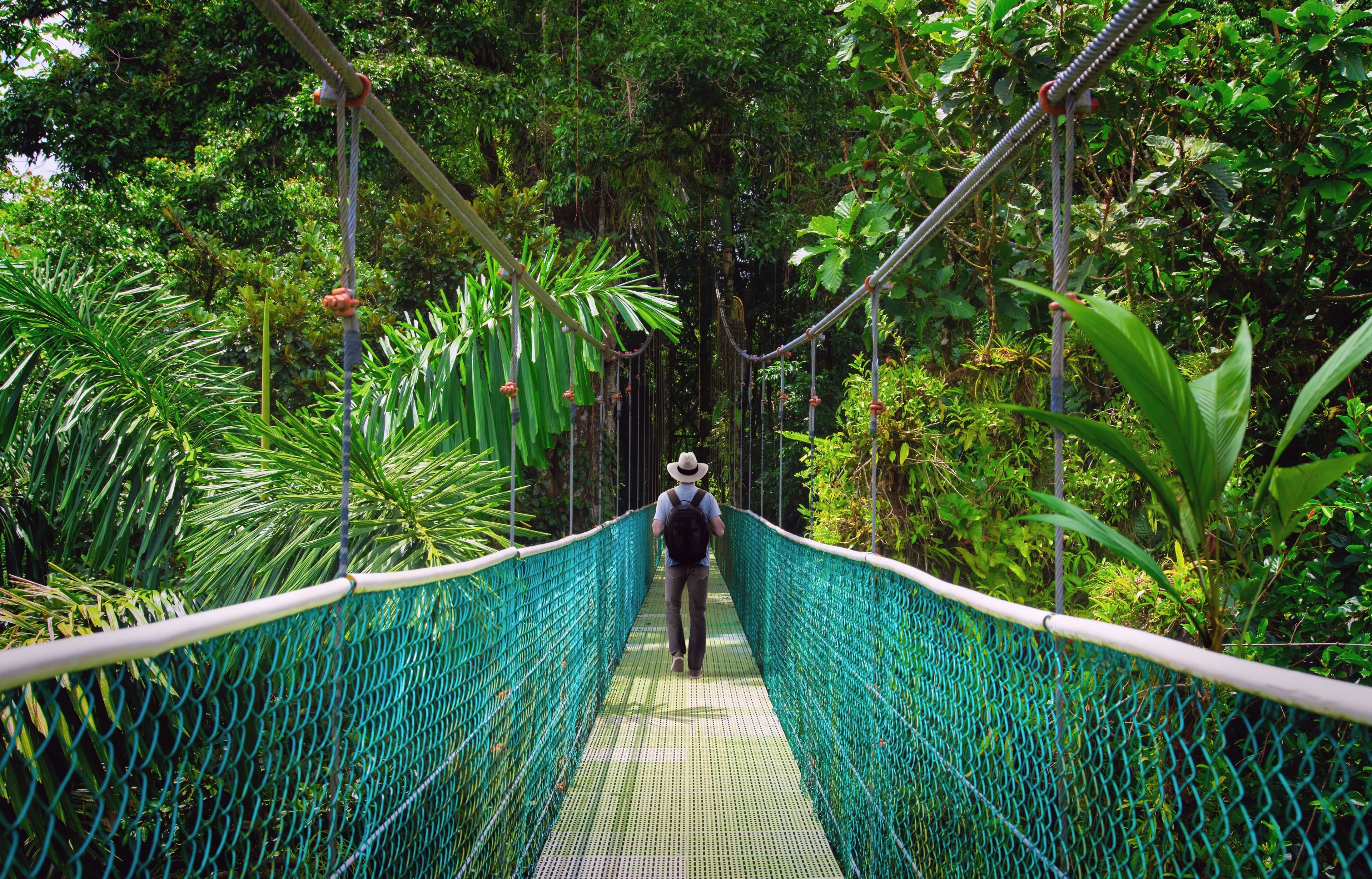 Rainforest